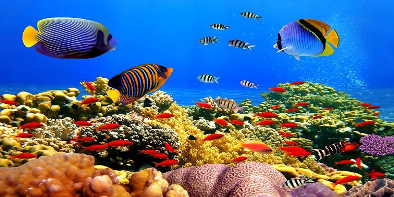 Tam Tiên Bắt Cá, tham gia săn thưởng thú vị, độc đáo, vui nhộn