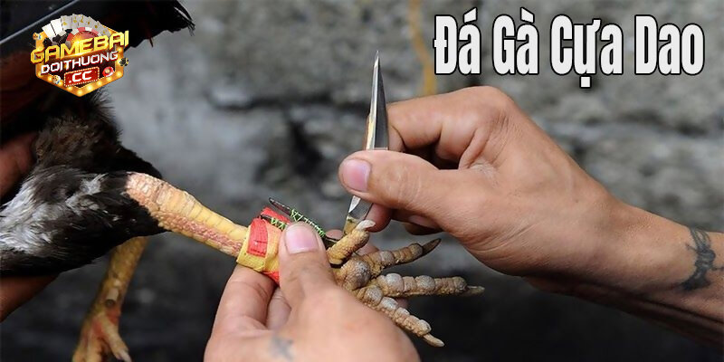Tổng hợp các kèo đá gà cựa dao hôm nay