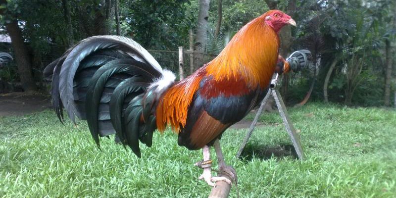 Dòng gà Mỹ đá cựa sắt rất nổi tiếng