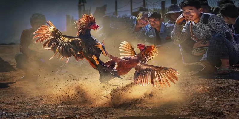 Game bài đổi thưởng là một đơn vị uy tín để bạn cá cược Đá Gà online